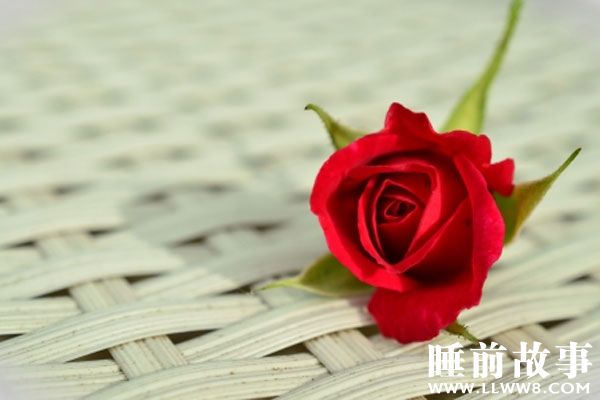 世界上最美丽的一朵玫瑰花故事在线听